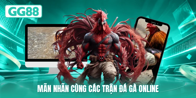 Mãn nhãn cùng các trận đá gà online